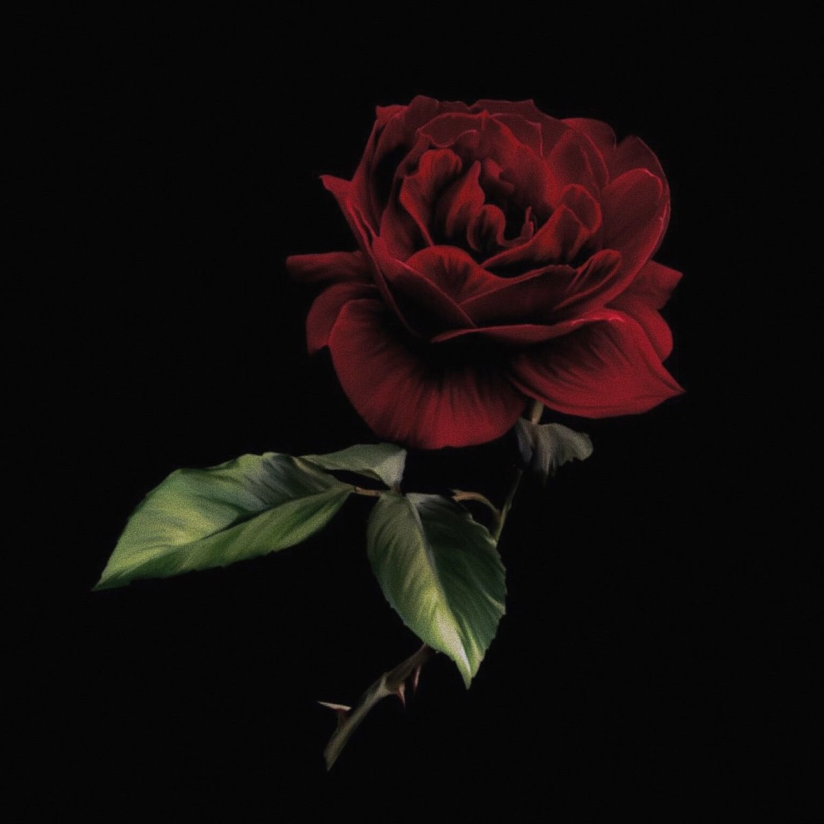 красная роза на черном фоне картинки