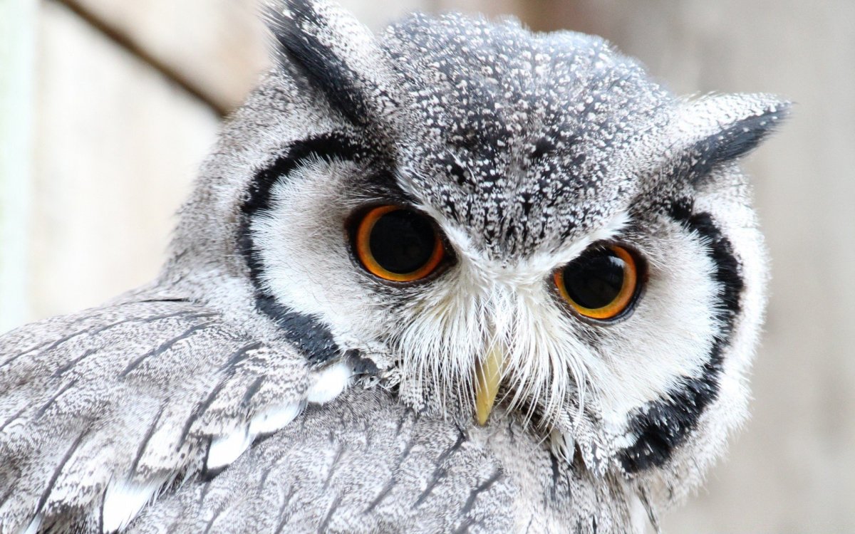 Полярная ушастая Сова