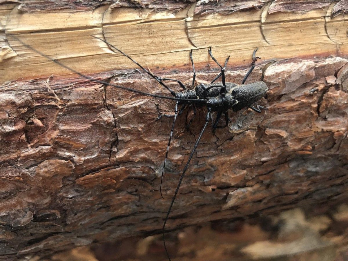 Короеды фото Жуков