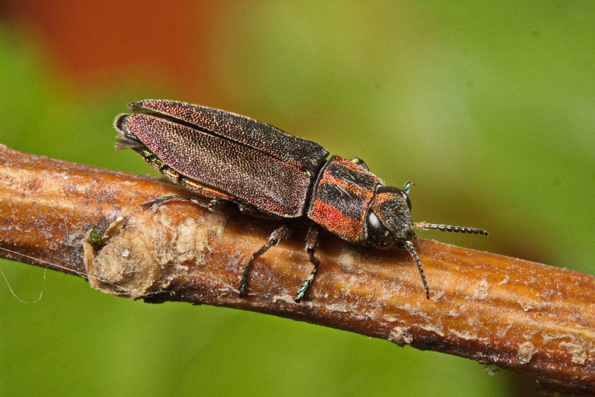 Уссурийский реликтовый дровосек личинка
