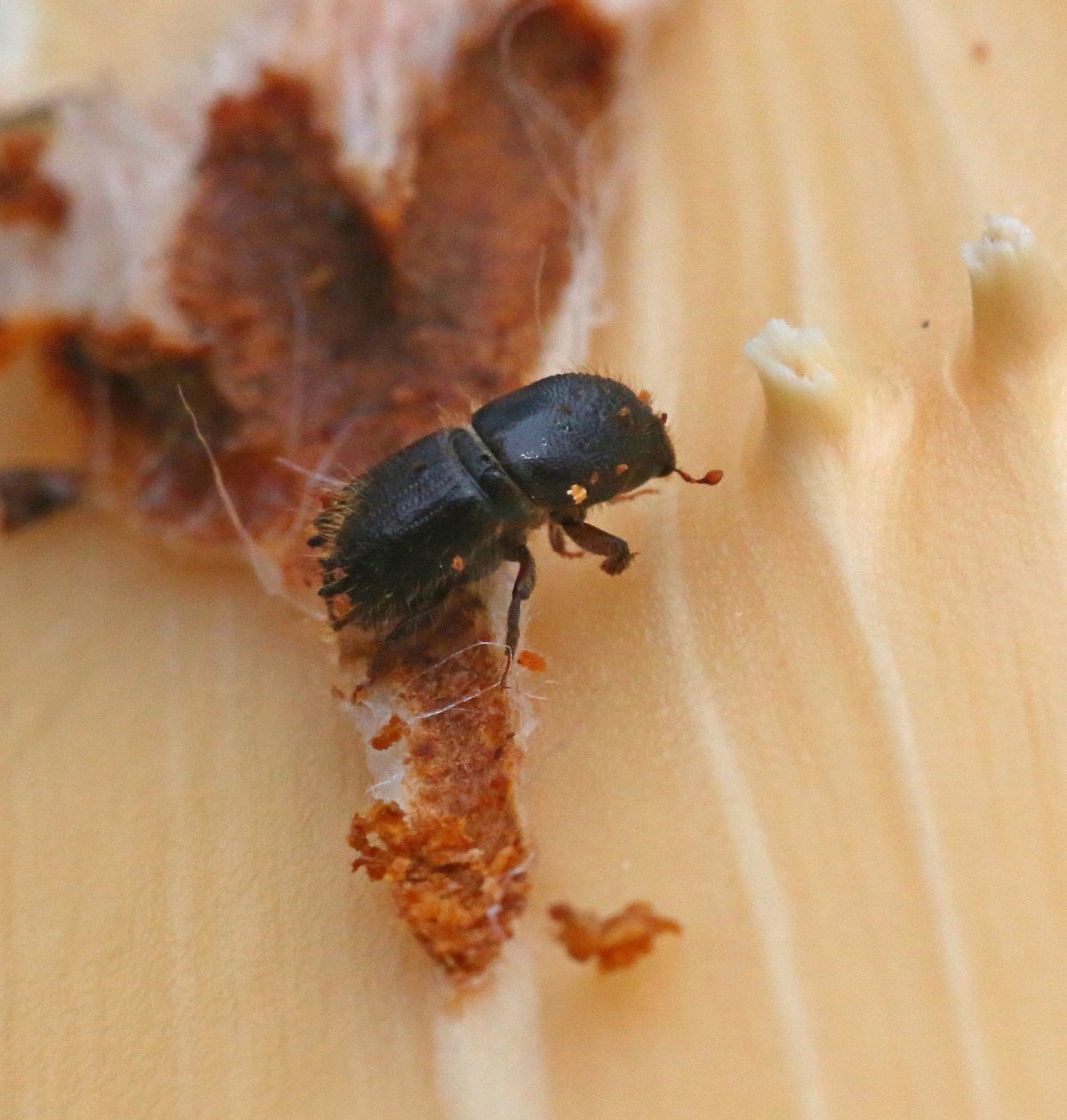 Жук короед Точильщик