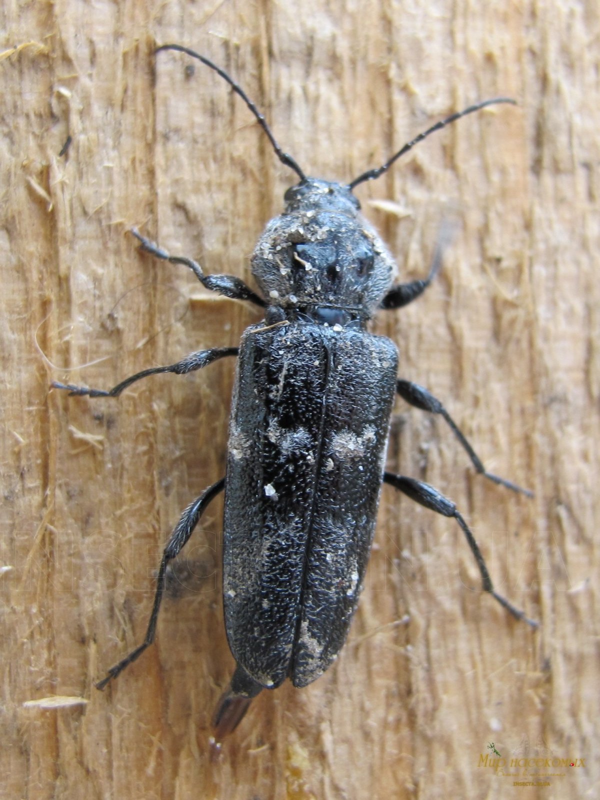 Жук древесный Точильщик