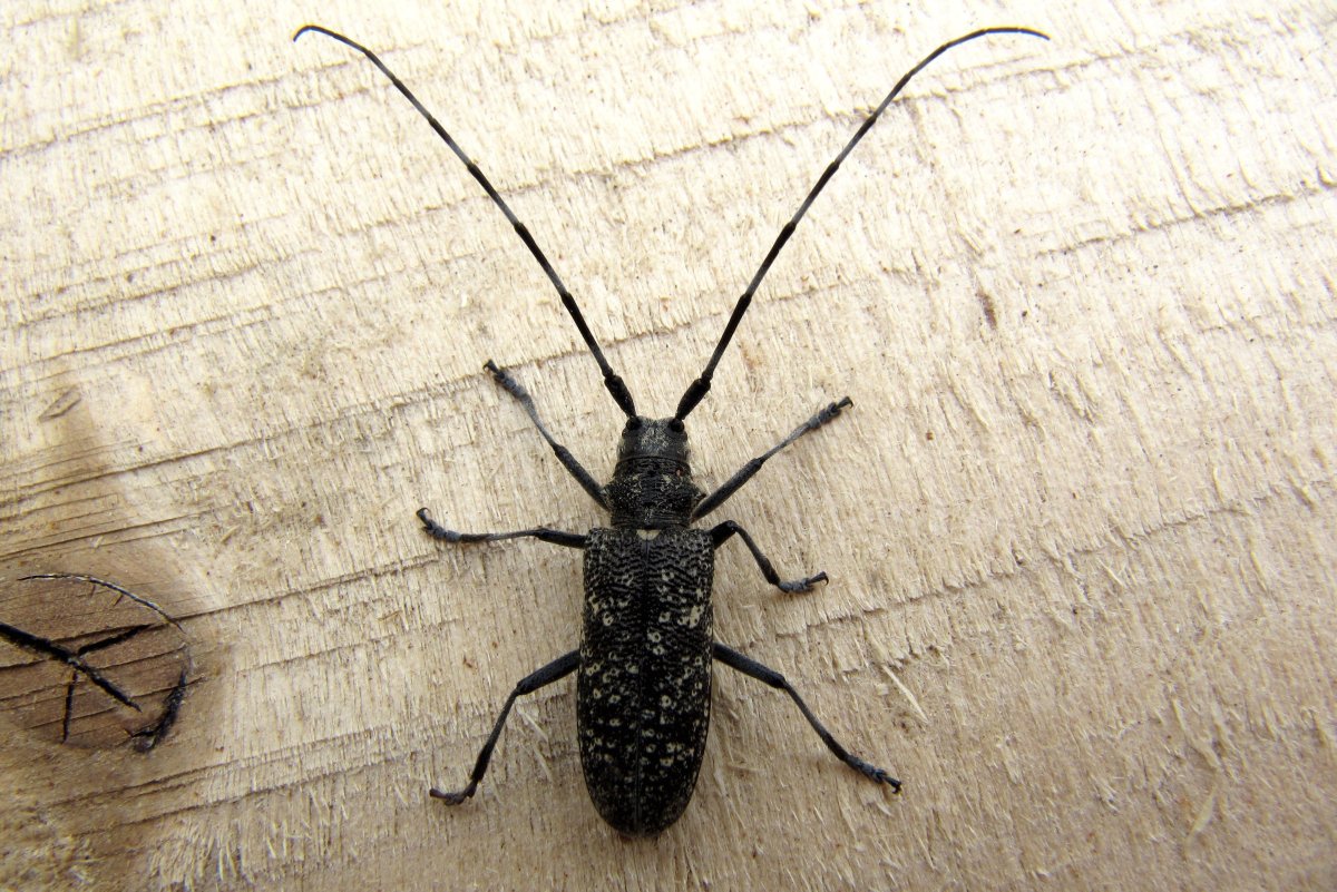 Жук короед усач