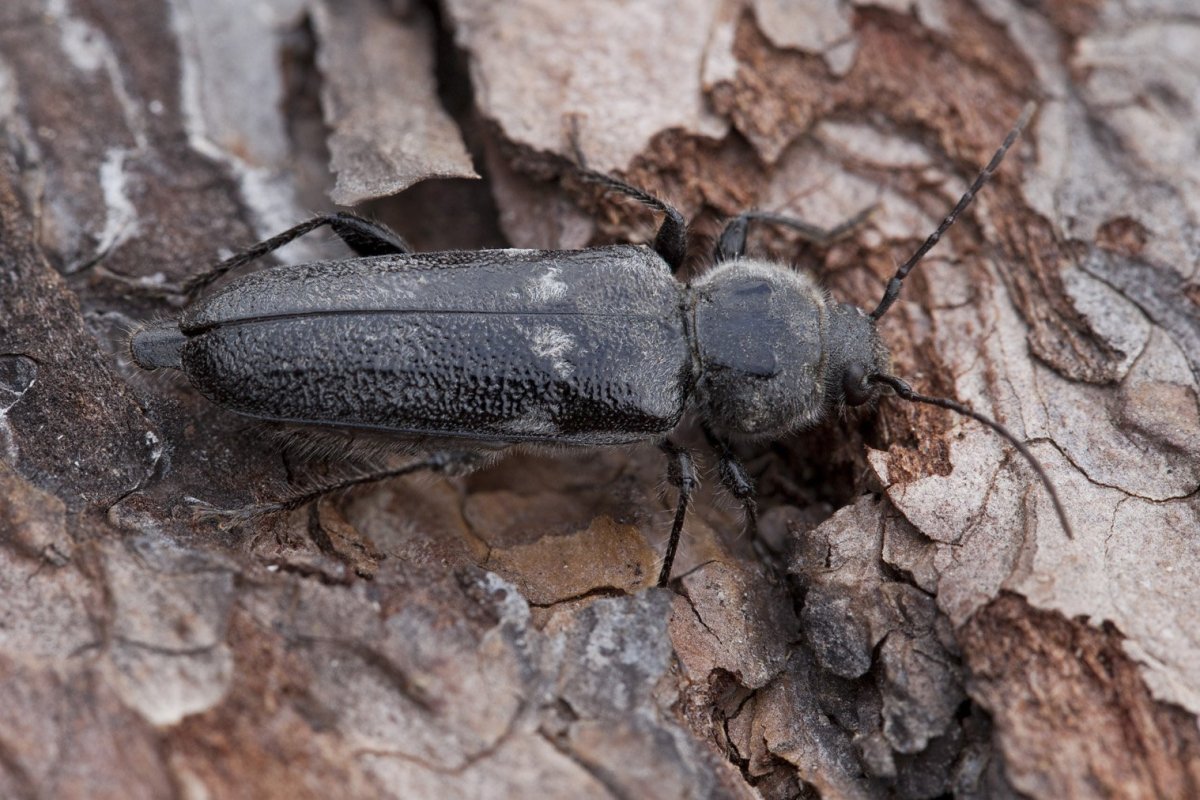 Жук короед Точильщик усач