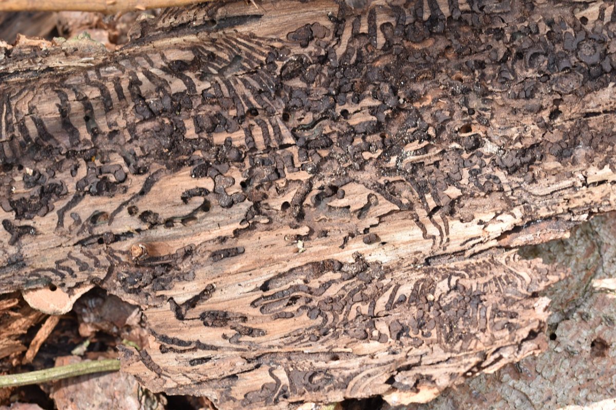 Следы жука короеда