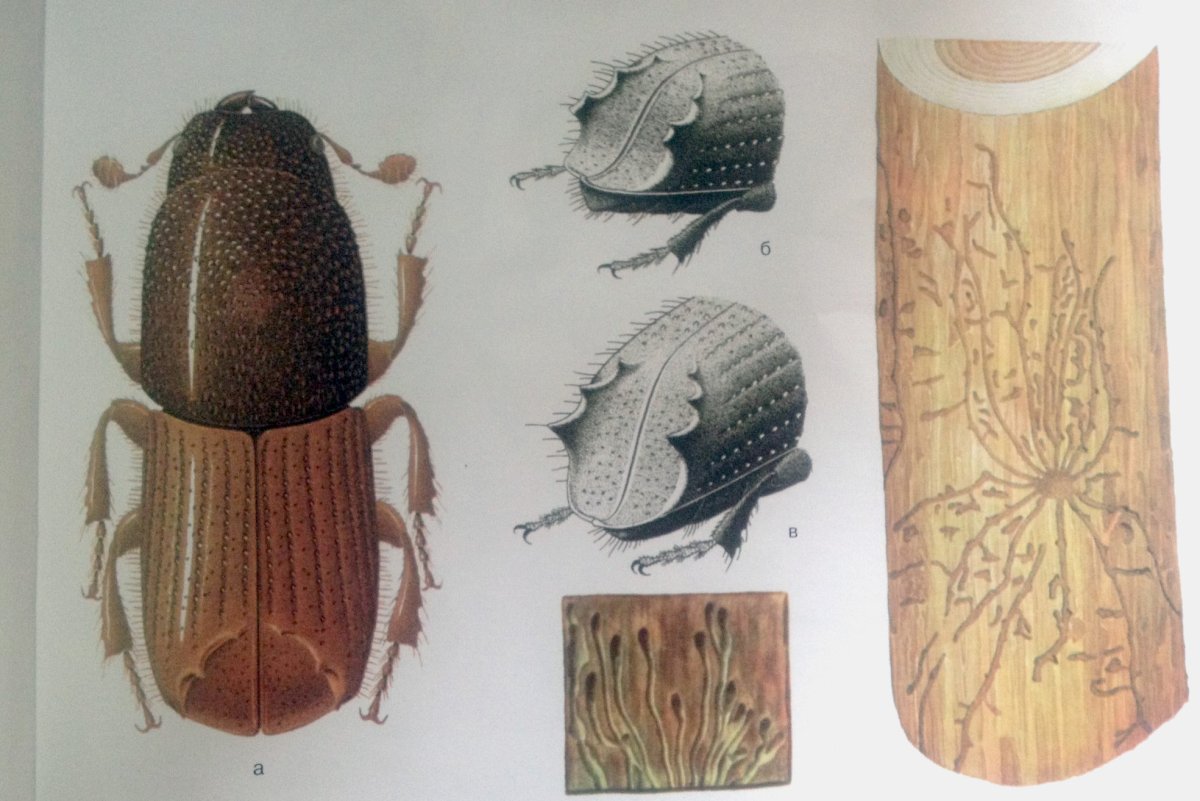 Малый Сосновый лубоед