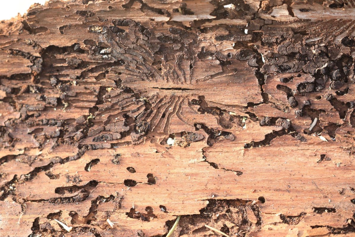 Короед типограф личинка