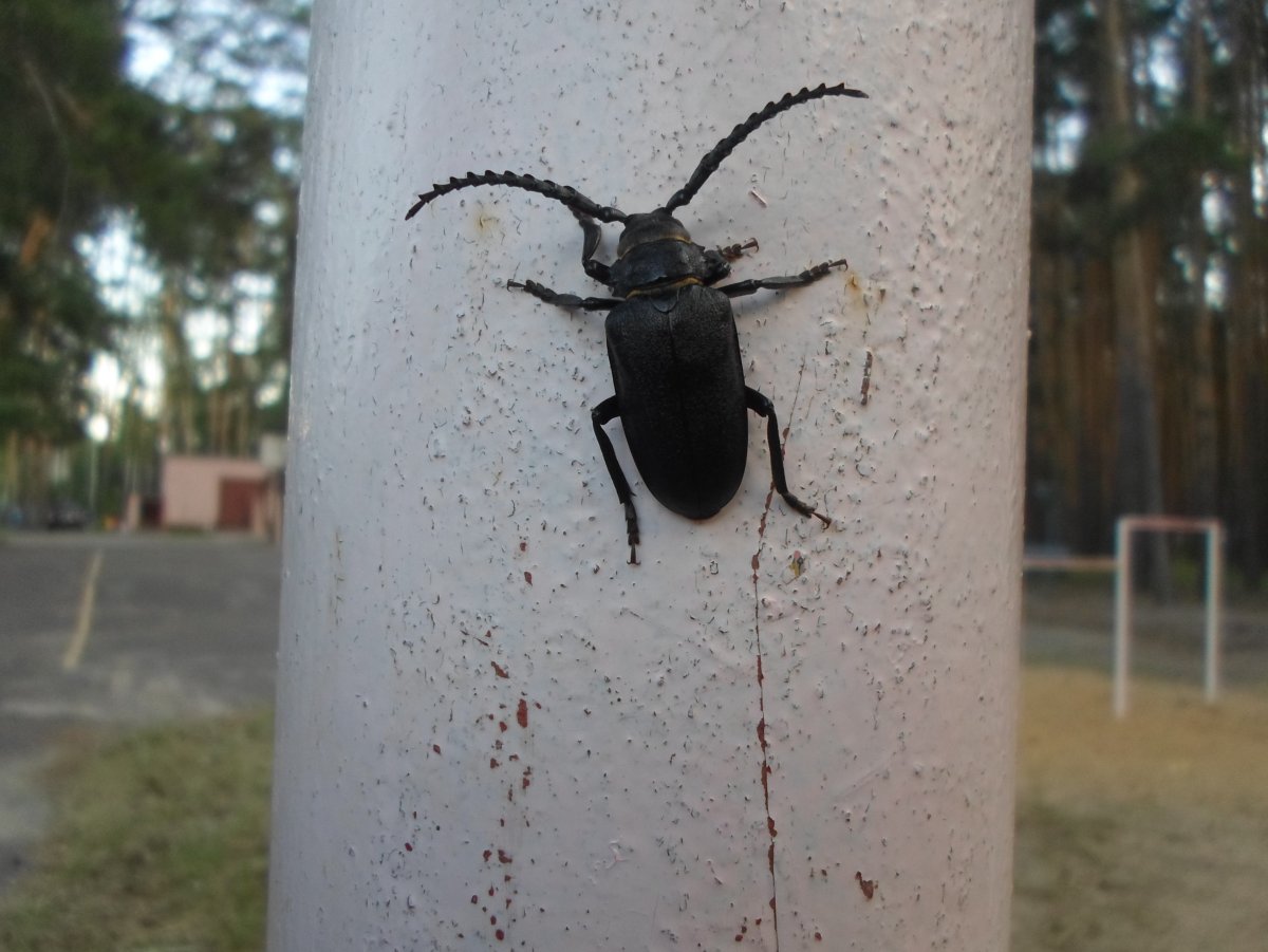 Короед Жук древоточец