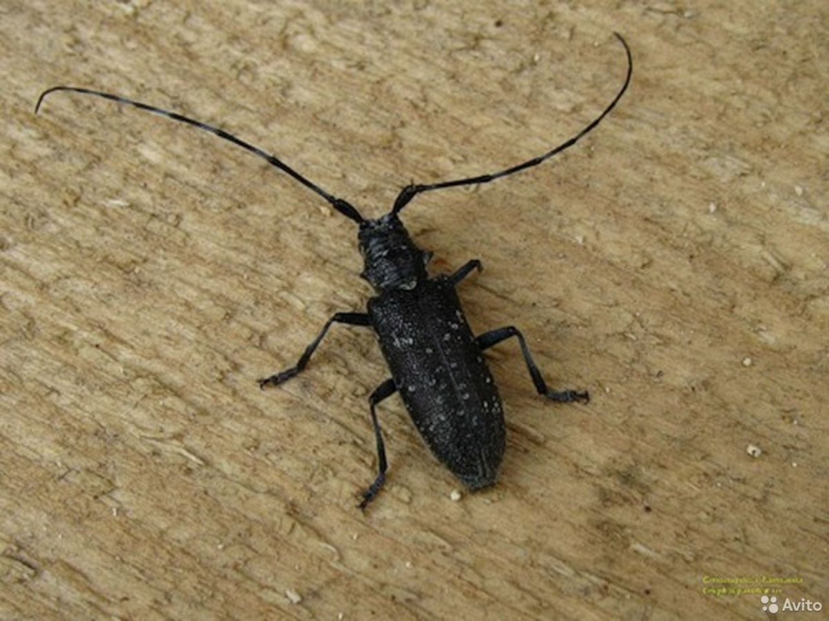 Жук усач древоточец