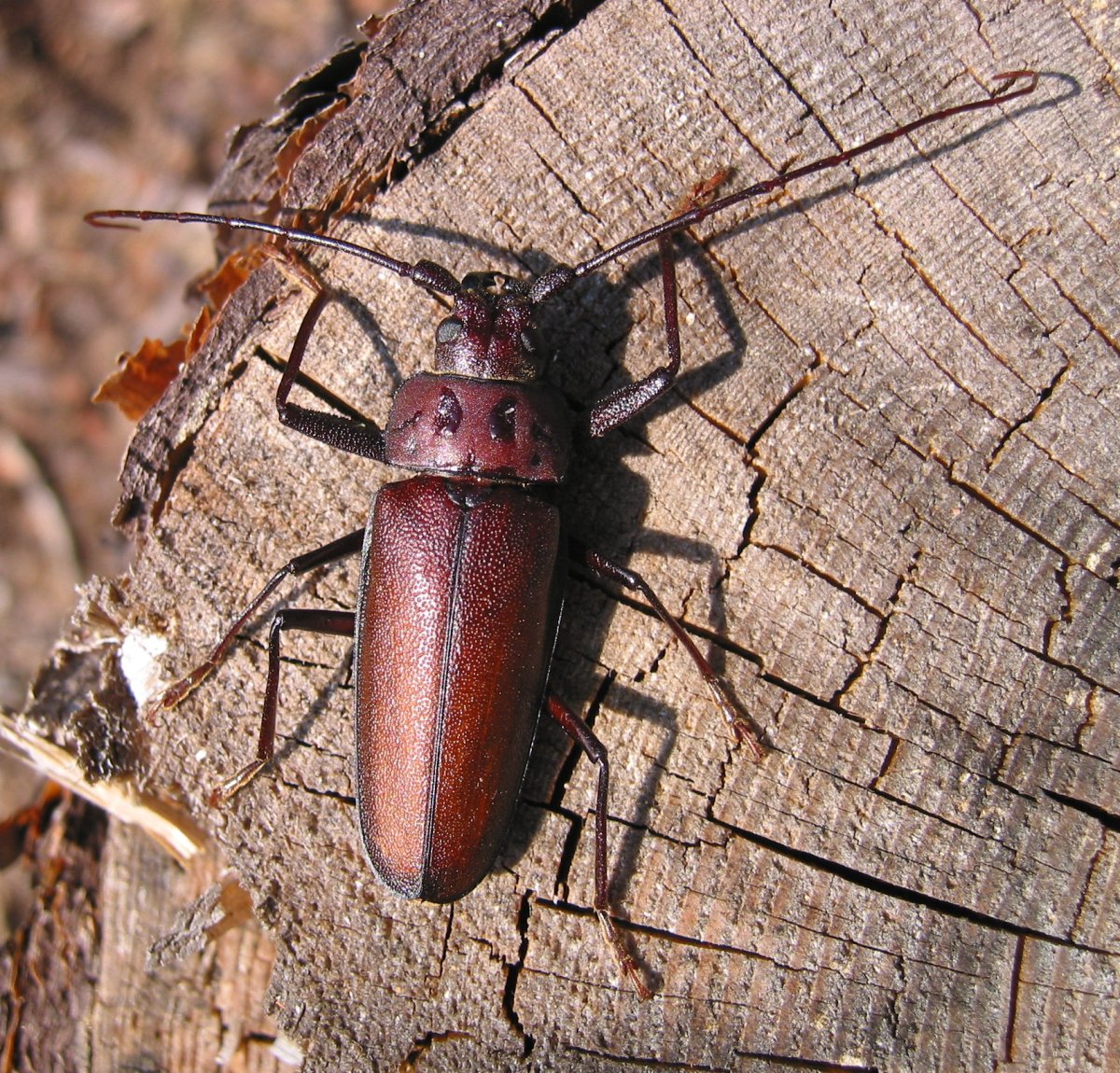 Жук древоточец