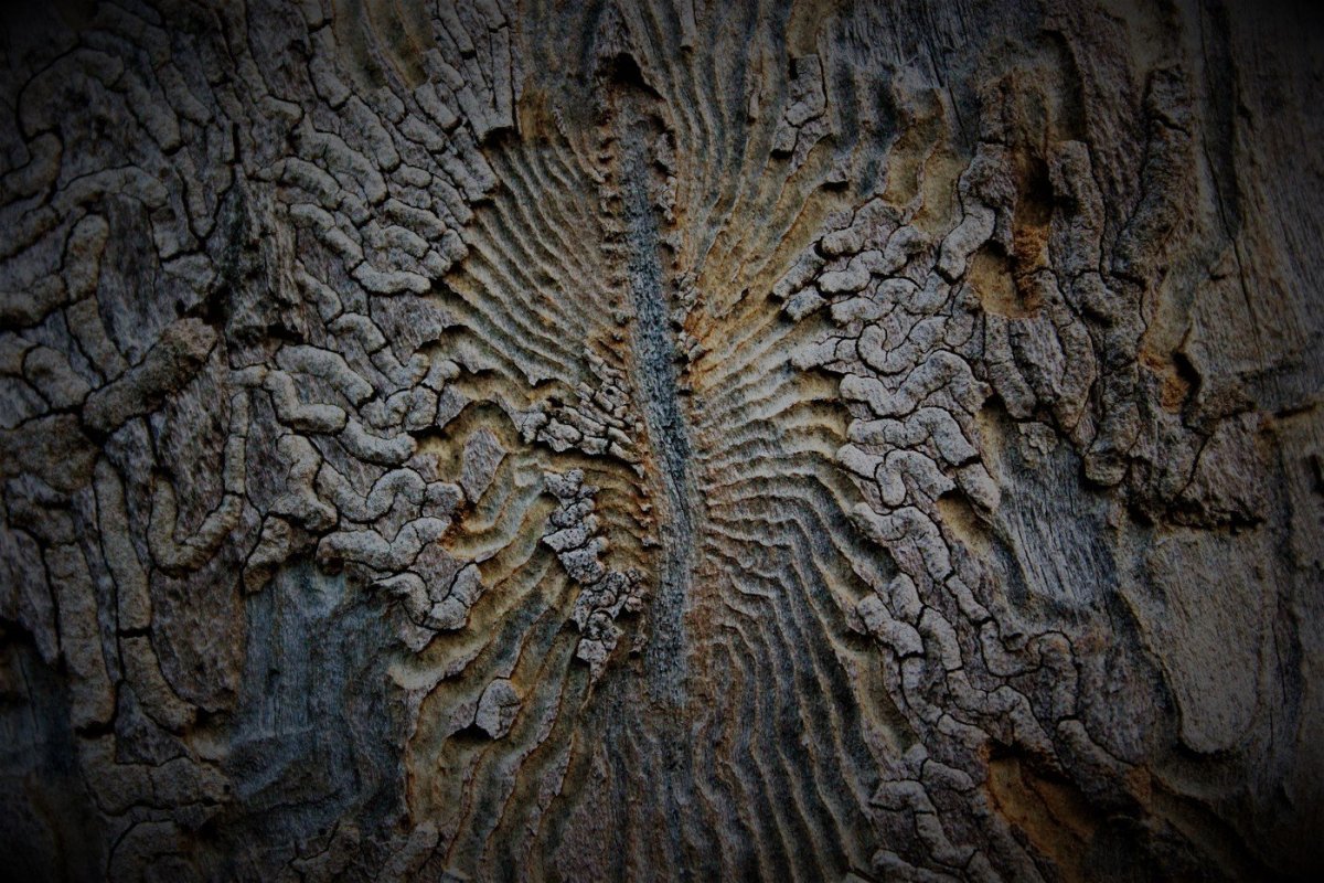 Узоры от короедов