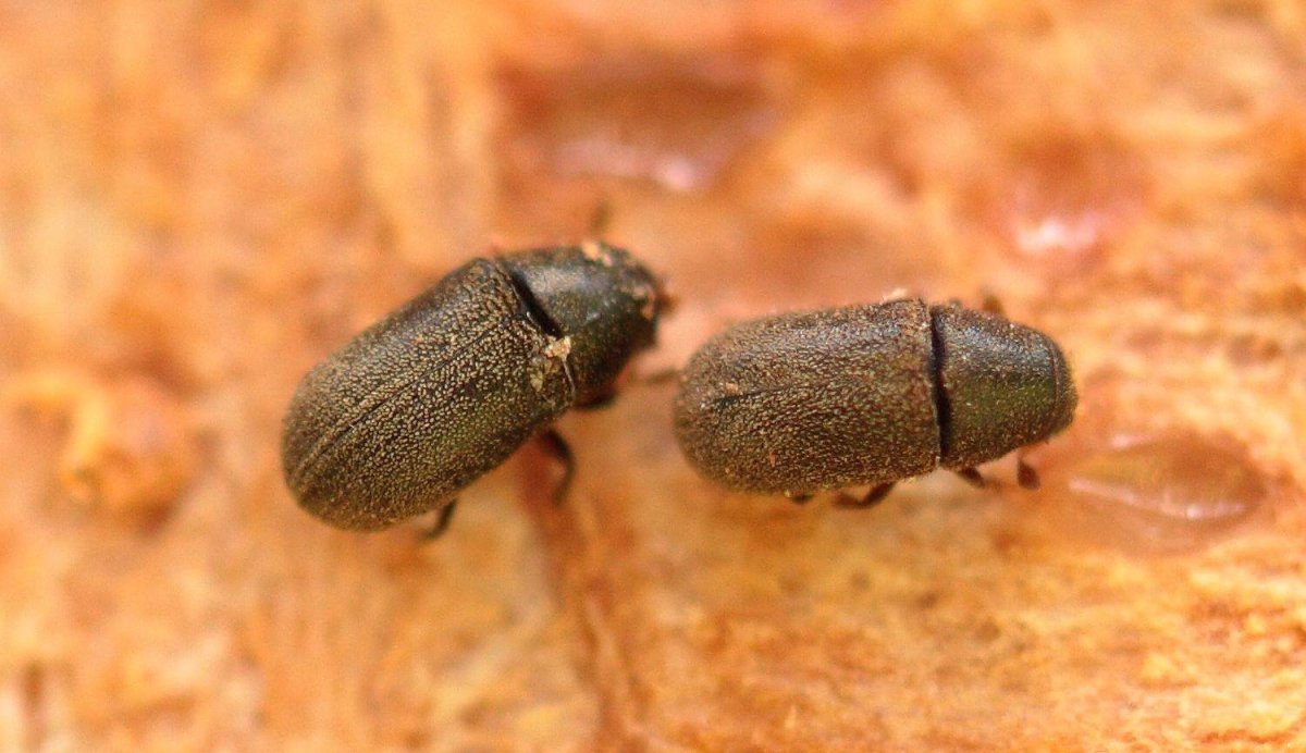 Жук хлебный Точильщик