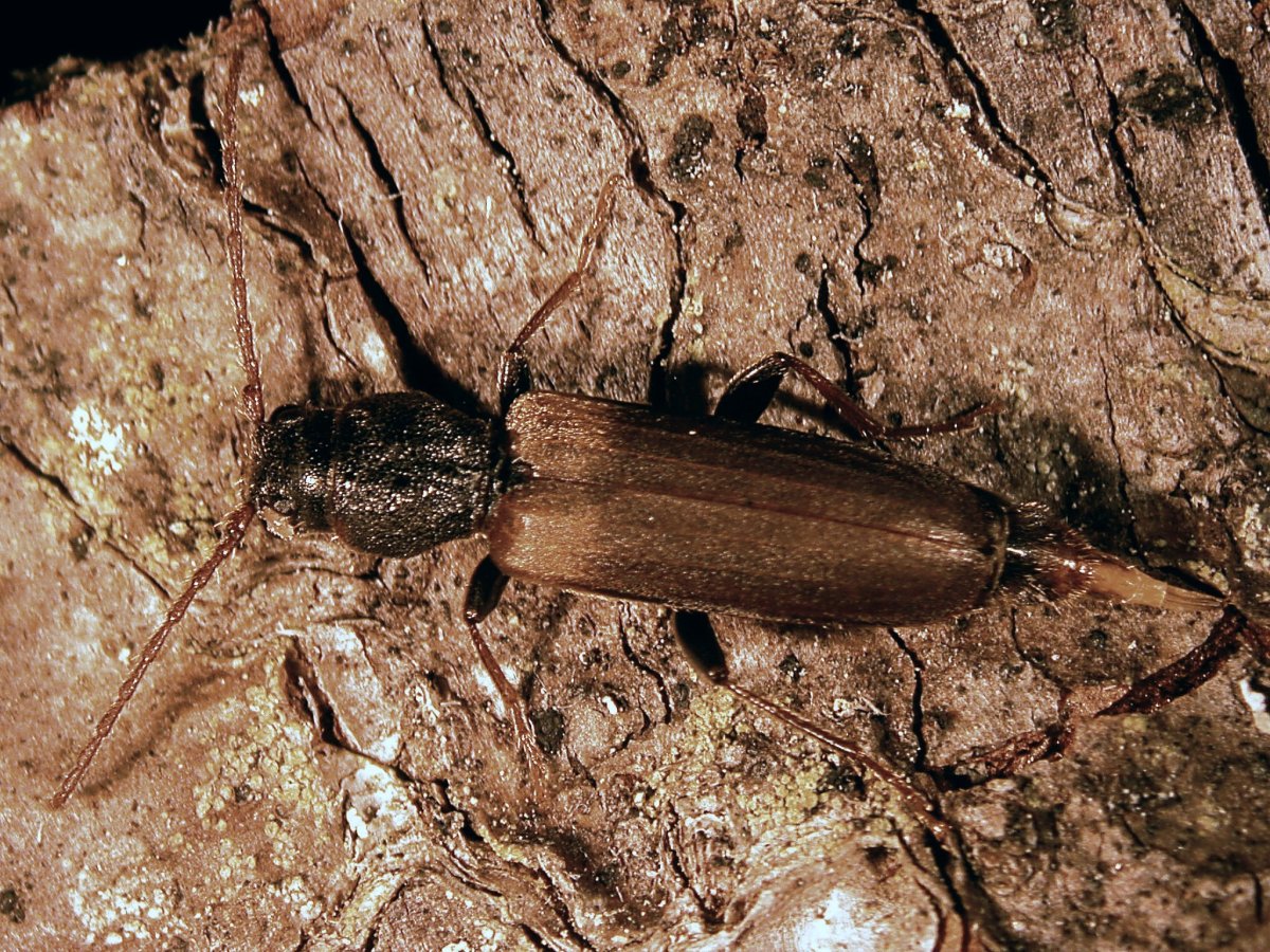 Жук дровосек древоточец