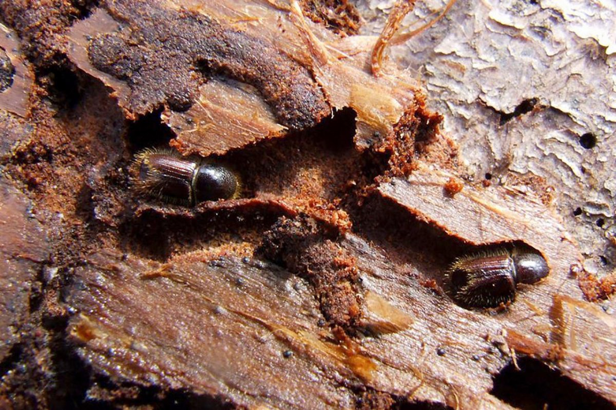 Жук короед древоточец следы