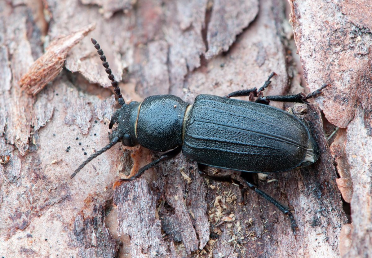 Сосновый короткоусый усач