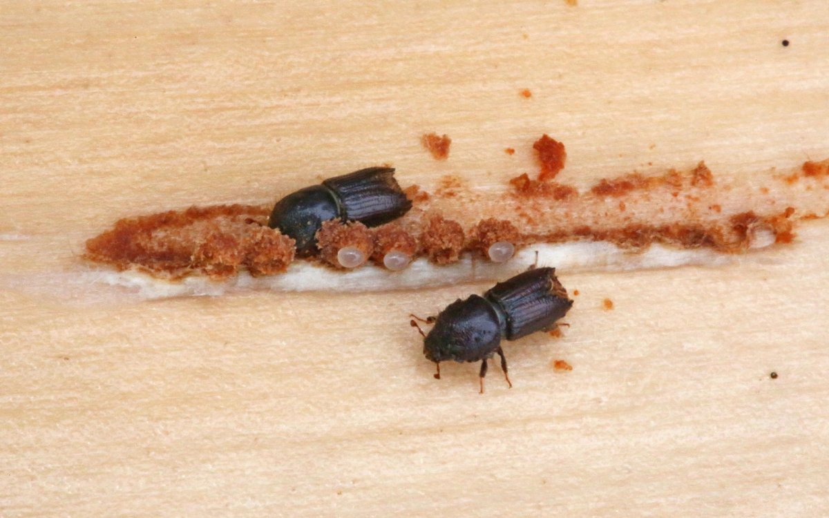 Короед квартирный Жук
