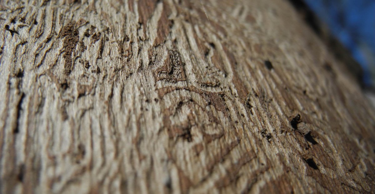Следы жука короеда