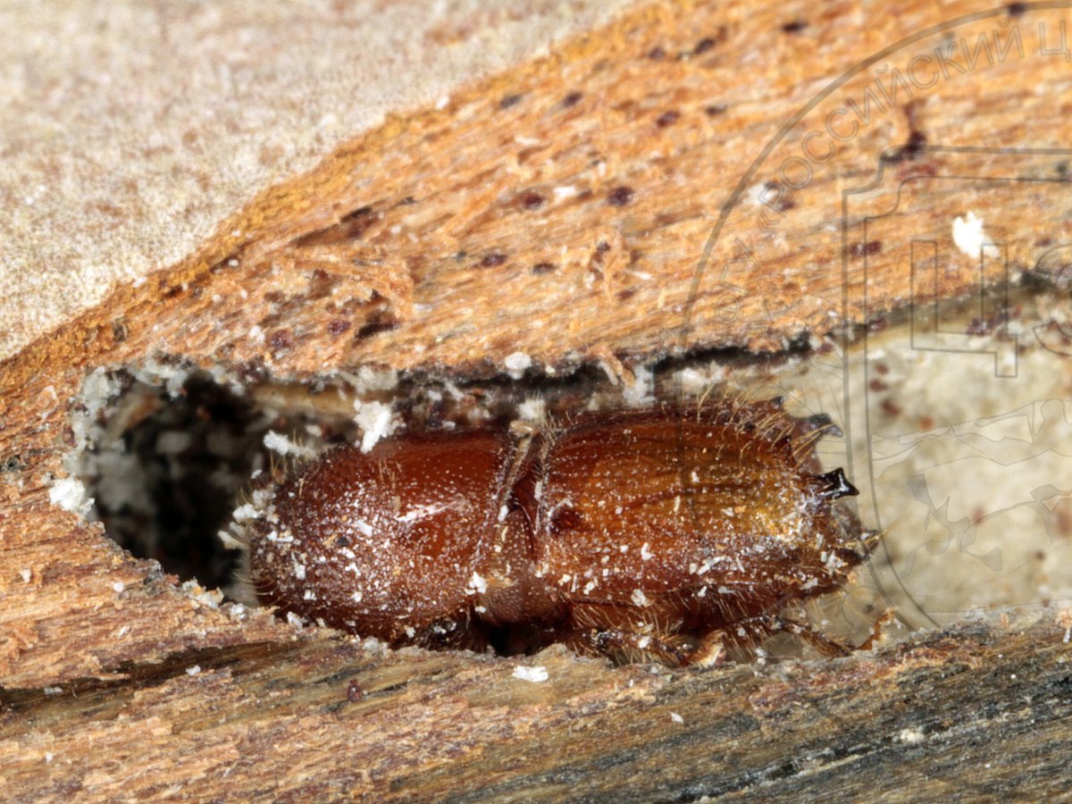 Жук короед типограф