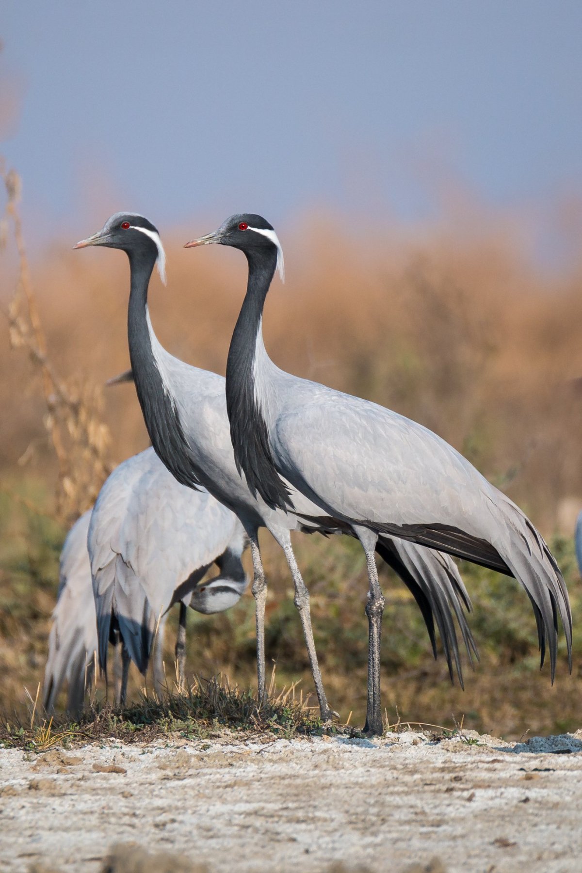 Журавль фото птицы картинки