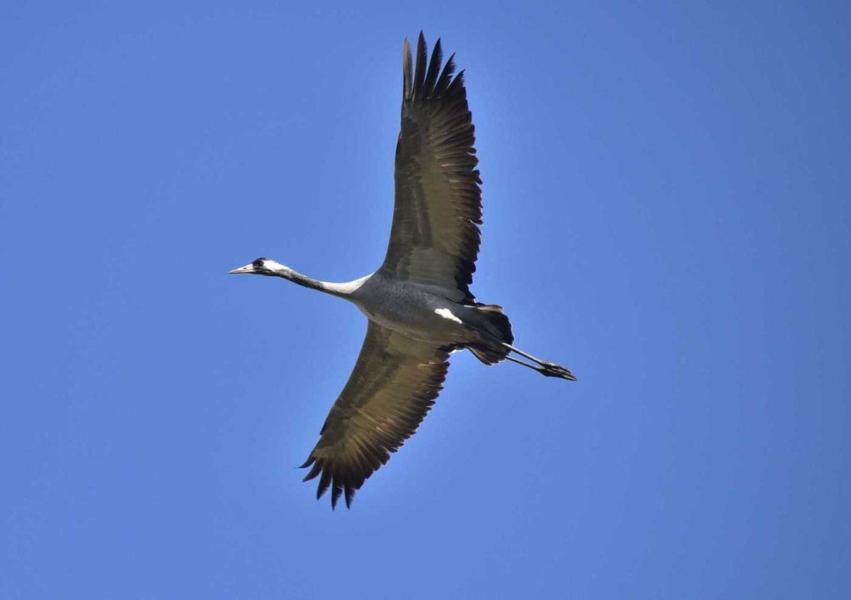 Серый журавль Стерх летит