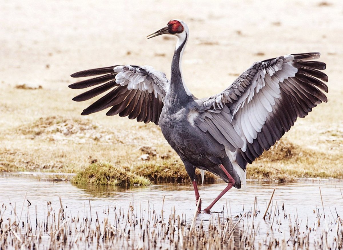 Даурский заповедник Журавли
