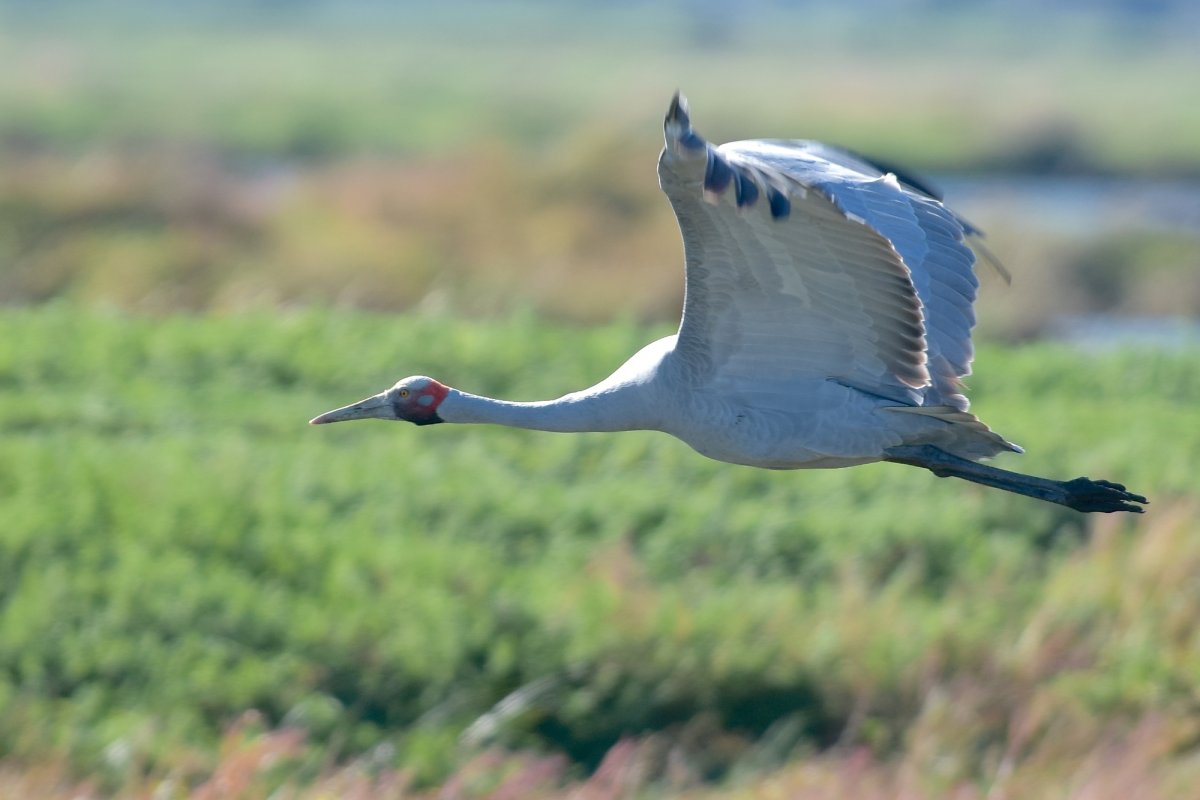 Австралийский журавль