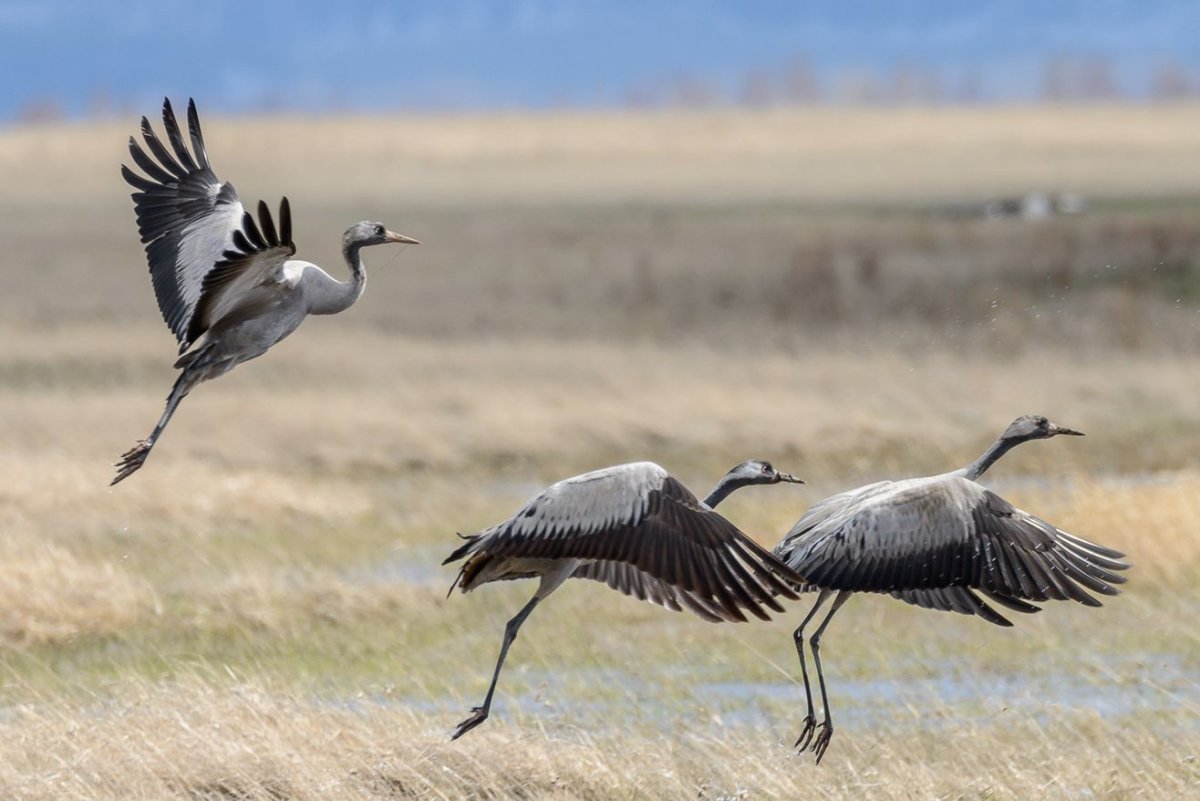 Журавль серый (Grus Grus Linnaeus, 1758)