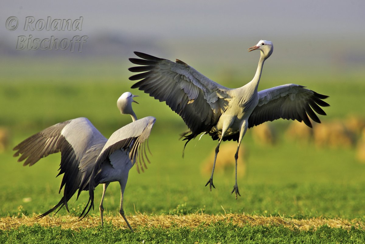 Журавль красавка танец