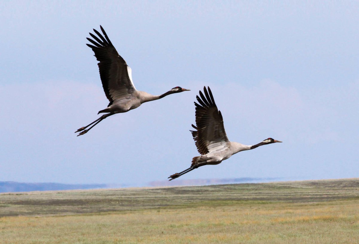 Стая серых журавлей