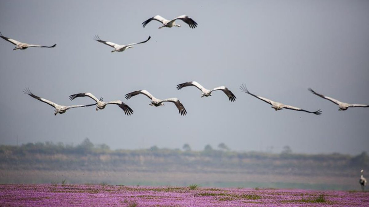 Журавли весной