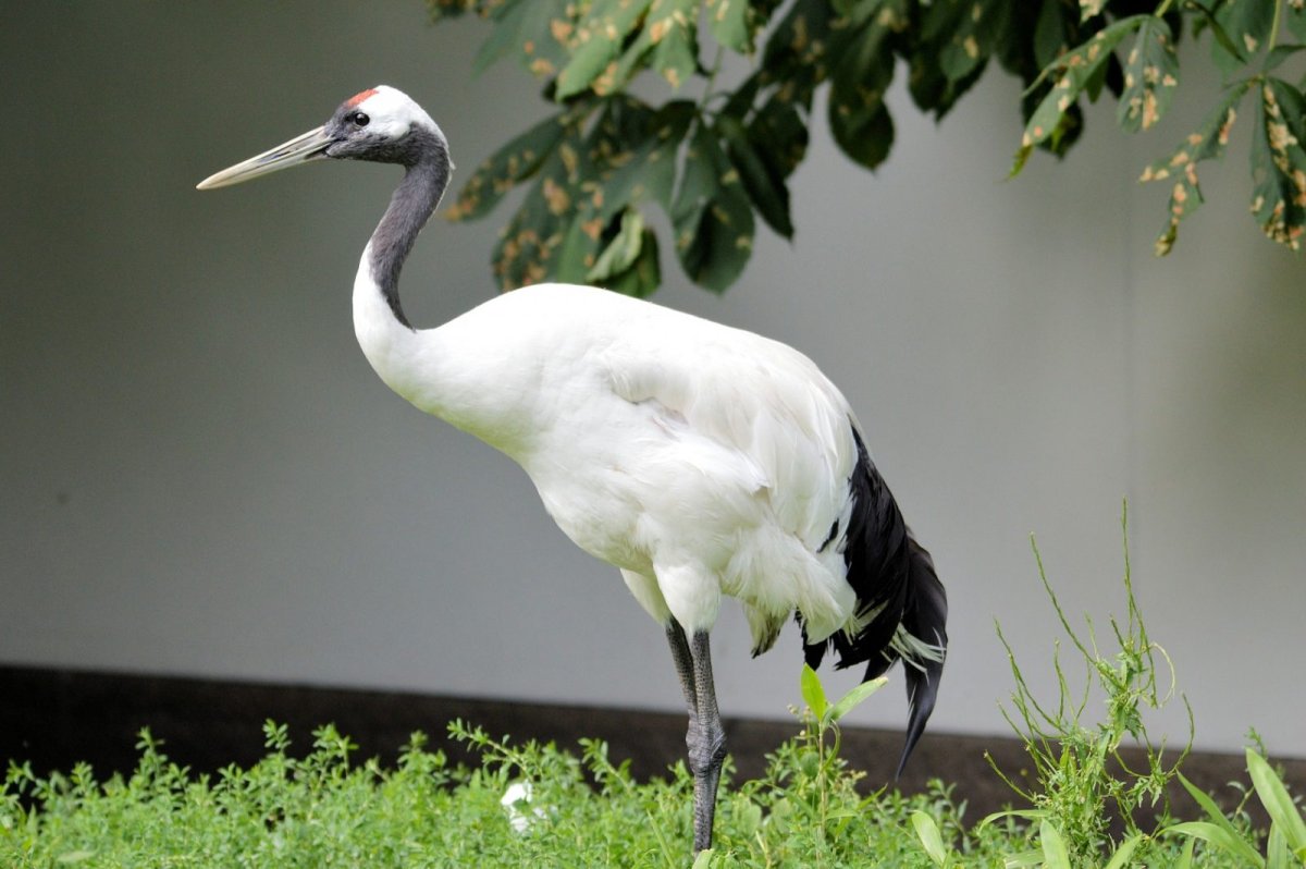 Японский Уссурийский журавль