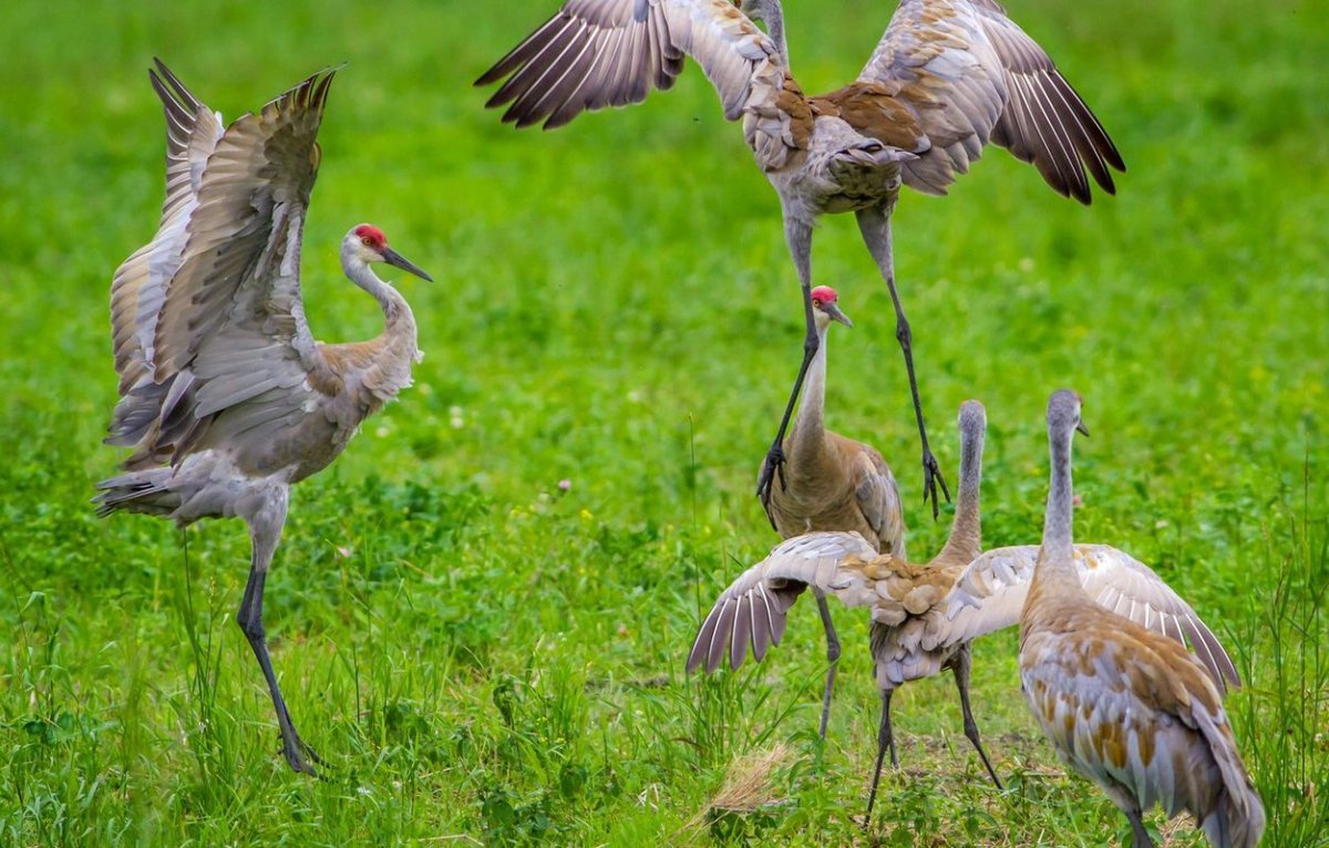 Серый журавль птенец