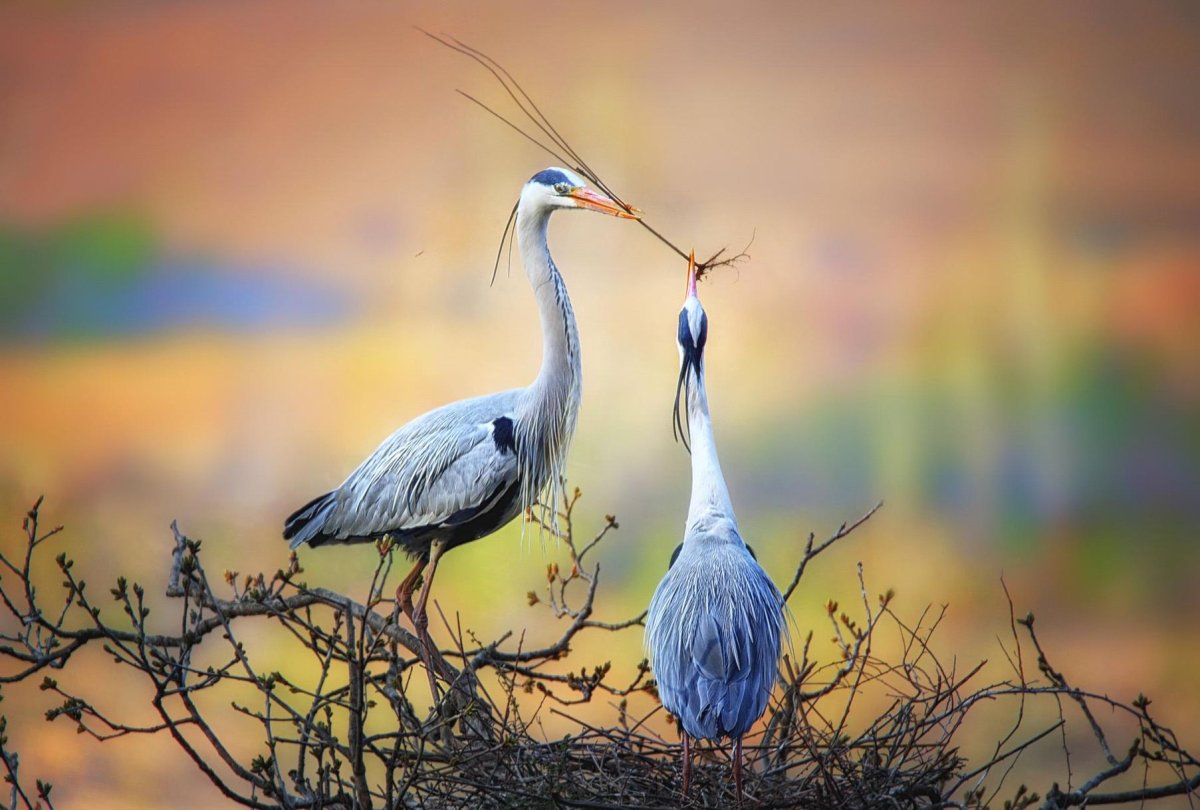 Иосиф Песнопевец Журавли