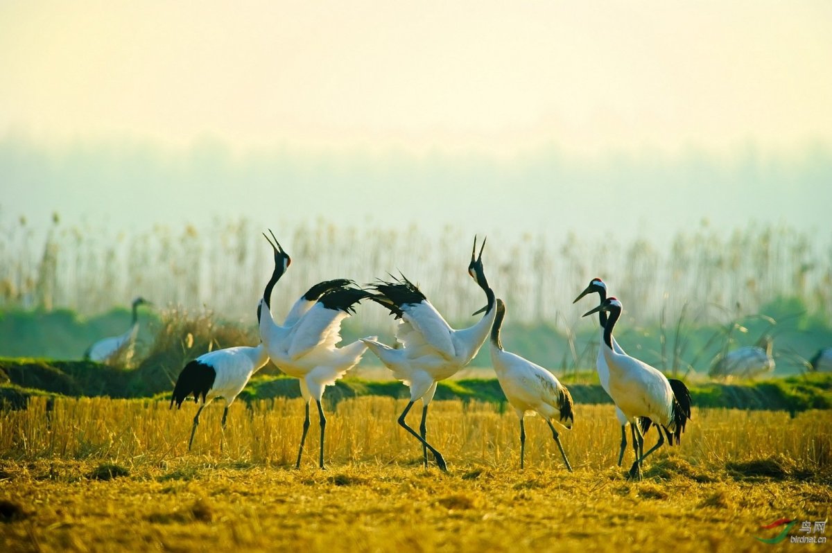 Серёжчатый журавль