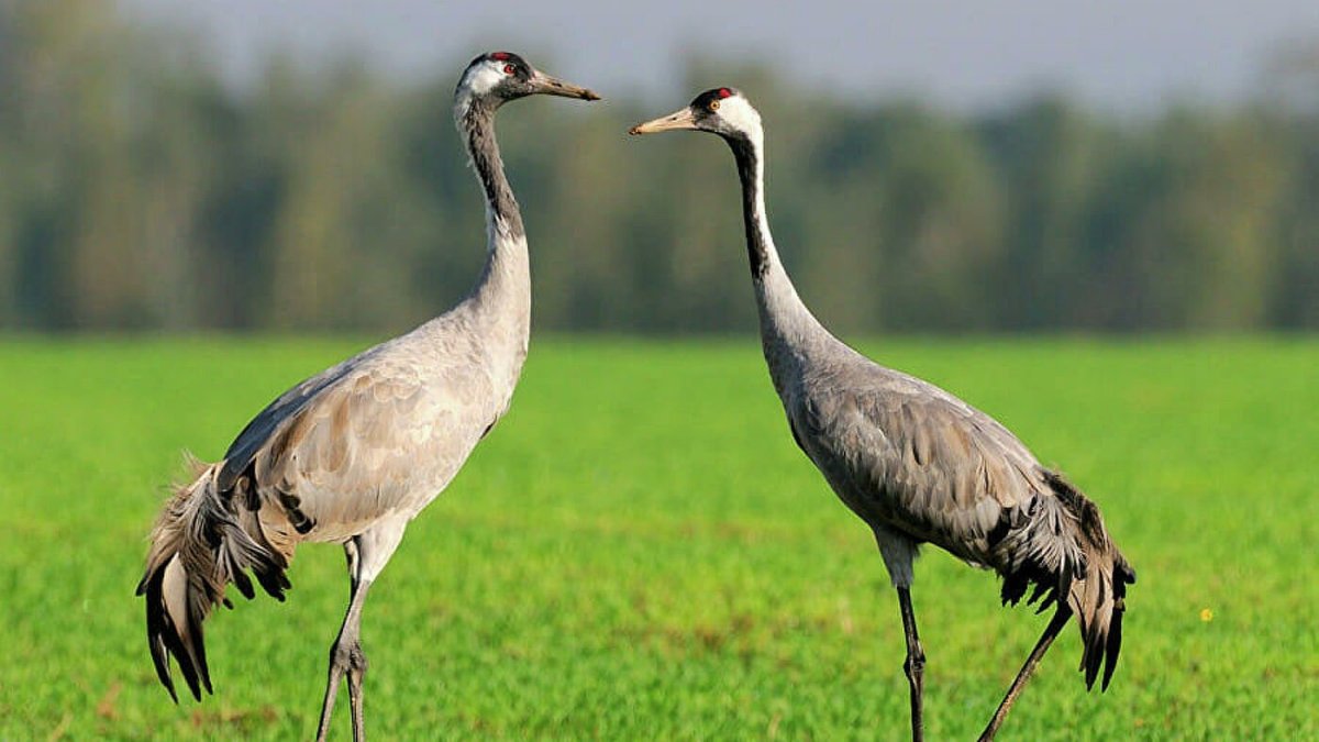 Журавлиная Родина Талдомский район