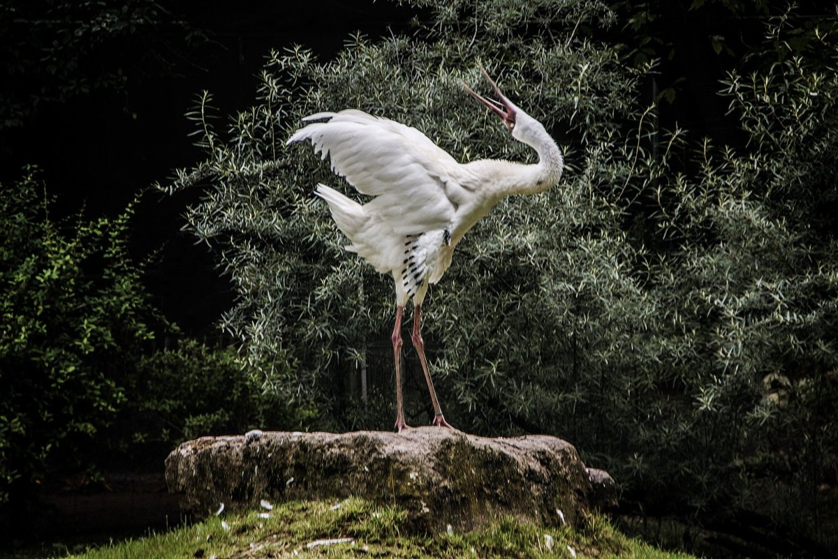 Журавль NICEFOTO