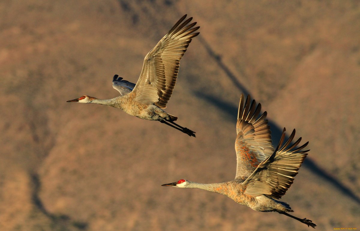Красноголовый журавль Чукотка