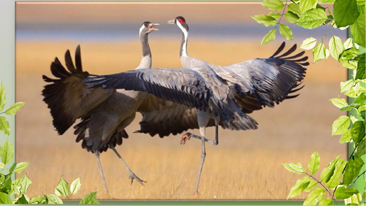 Журавль птица года 2020