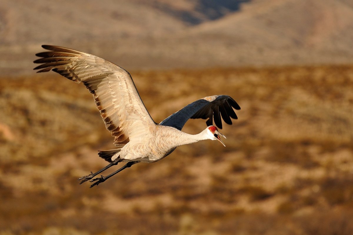 Журавли в Армении