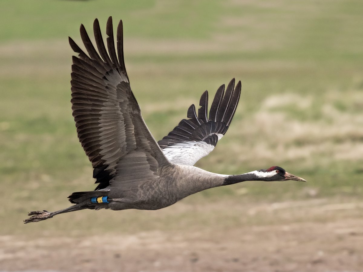 Серый журавль Стерх летит