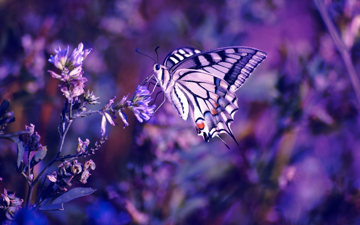 Фиолетовая природа