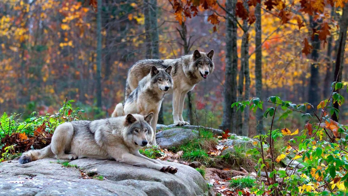 Волк на рабочий стол