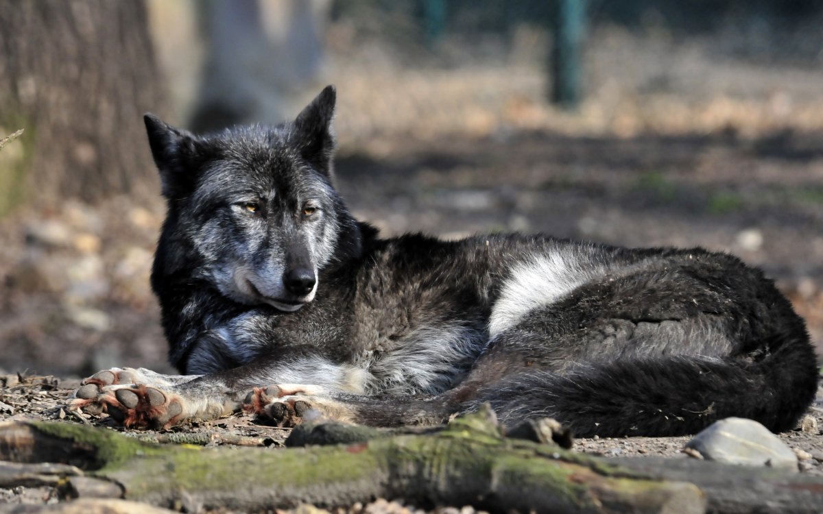 Американский волкособ