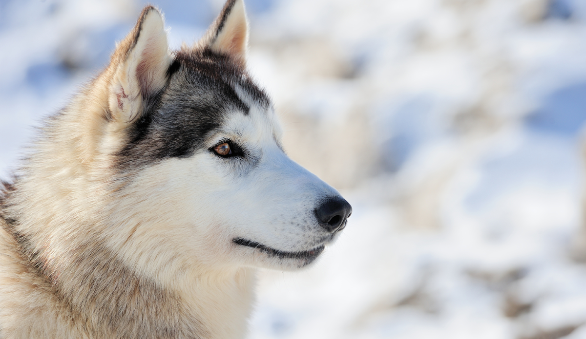 Одинокий волк