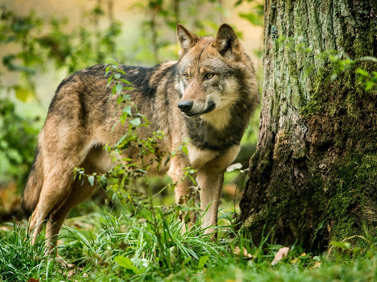 Волк в зимнем лесу