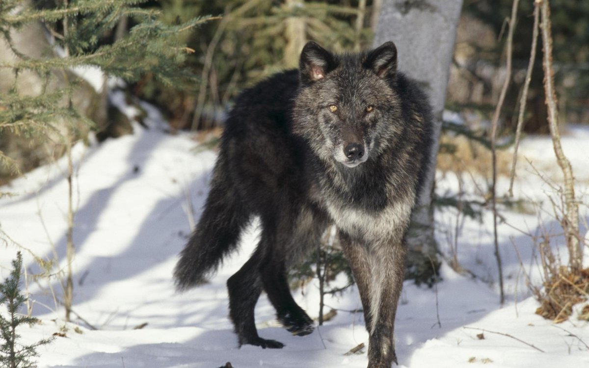 Волк в лесу