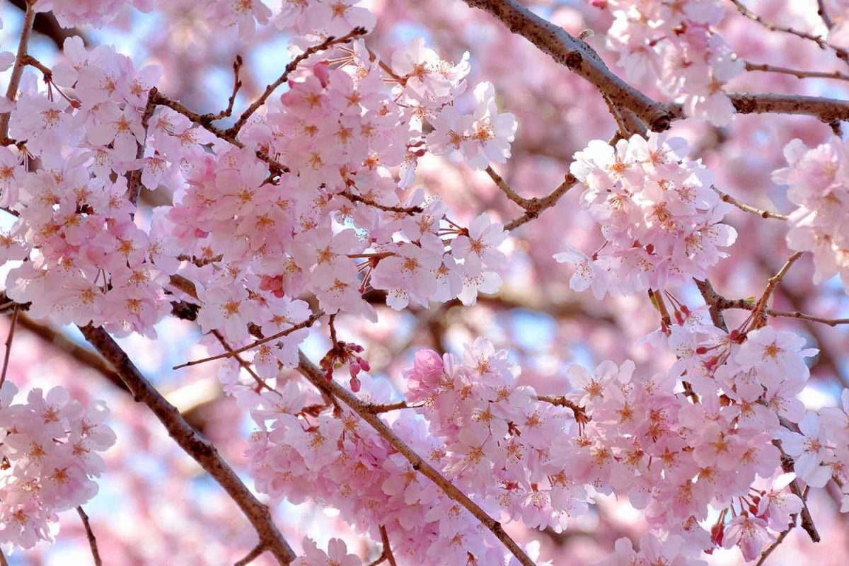 Сакура Тайхаку