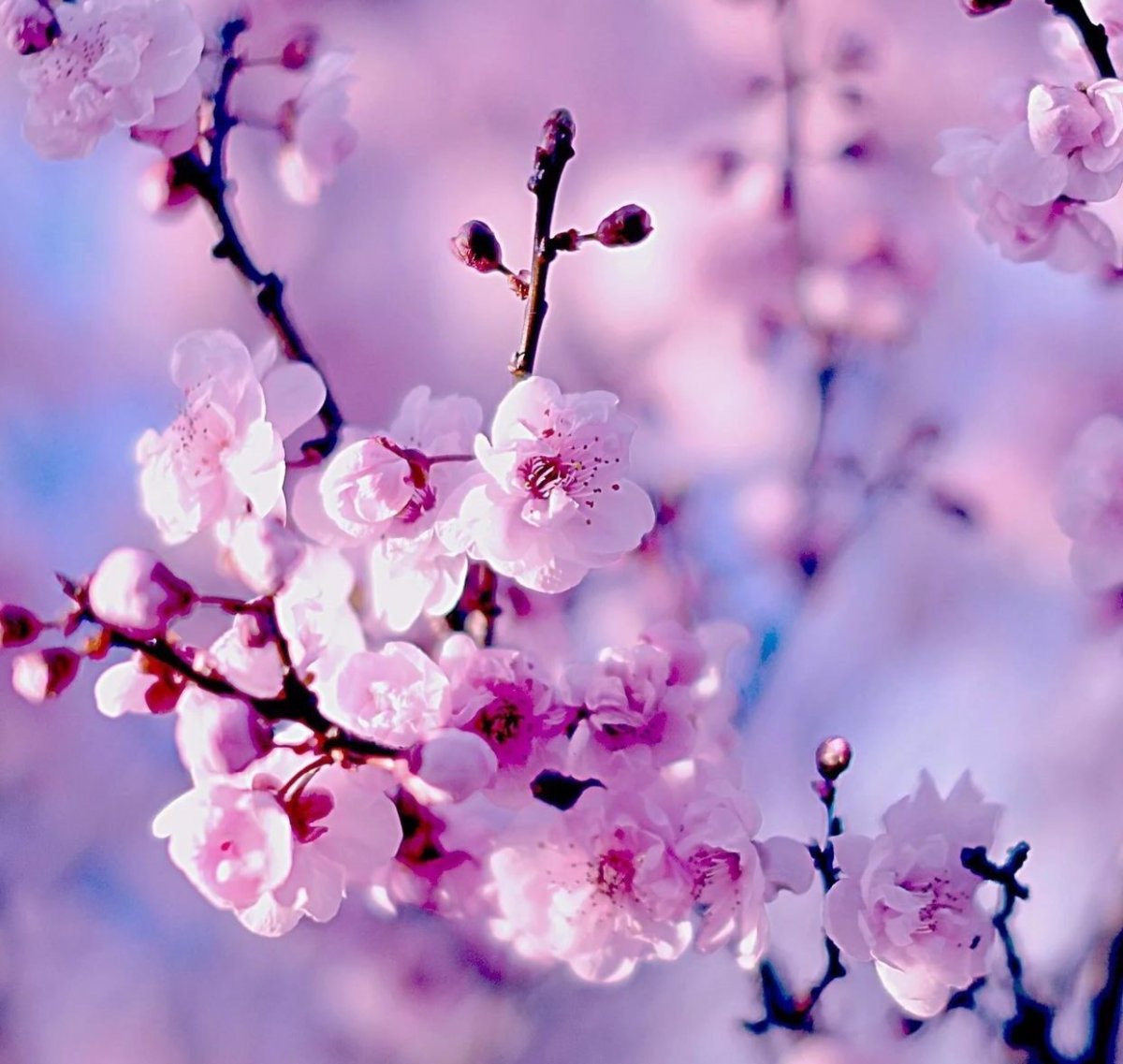 Черри блоссом ночь