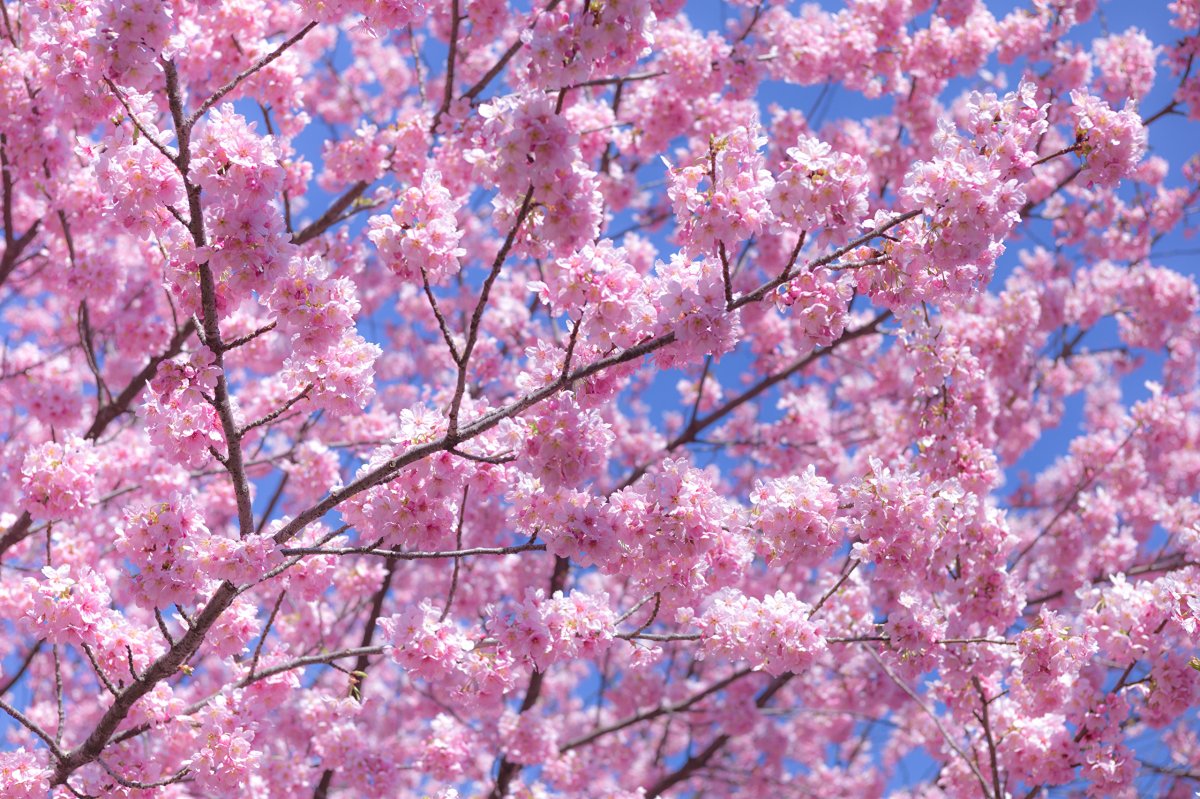 Черри блоссом дерево