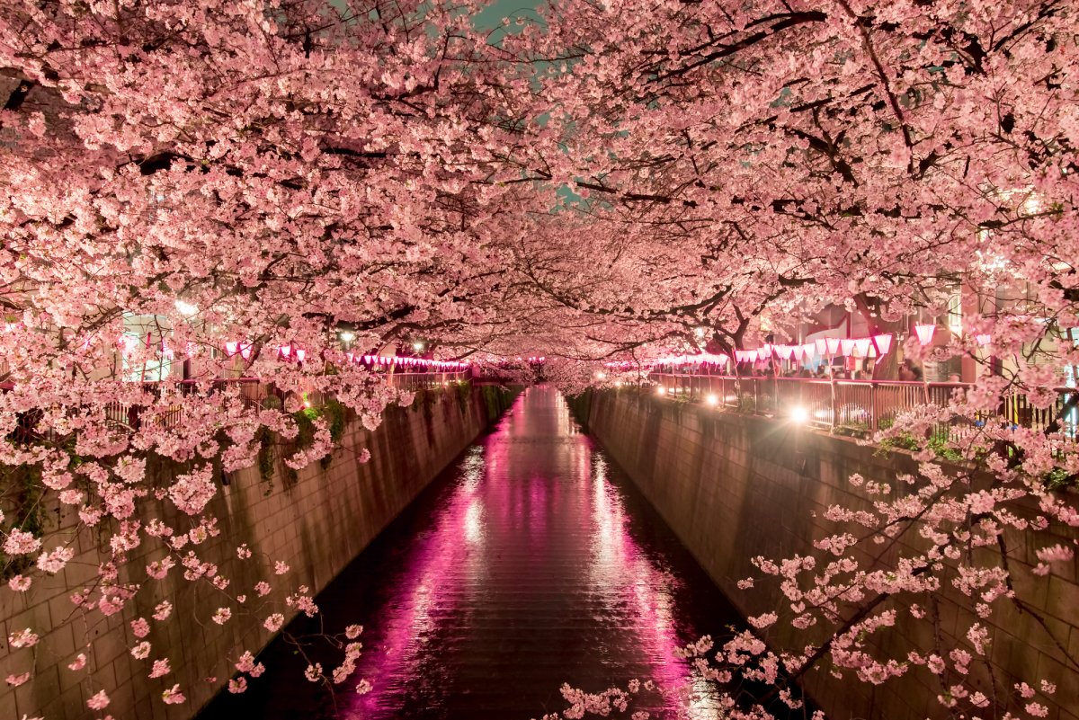 Черри блоссом дерево